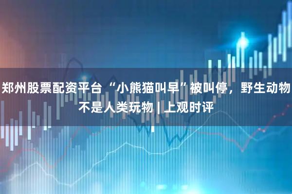 郑州股票配资平台 “小熊猫叫早”被叫停，野生动物不是人类玩物 | 上观时评